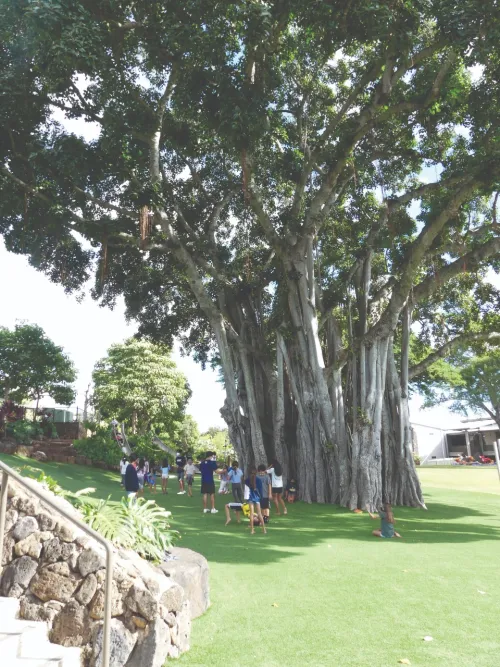 On a green field, people attend an outdoor class under a large tree.